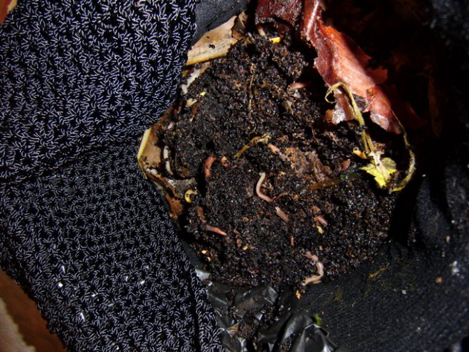 Photo by Ann Silverman