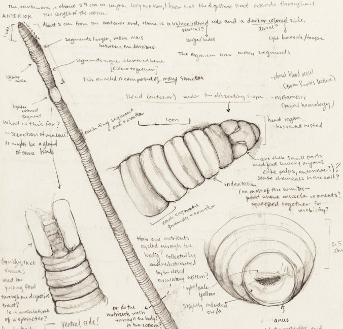 Section from Katherine Beigel's drawing