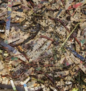 Worms in Newspaper, by Amy Youngs